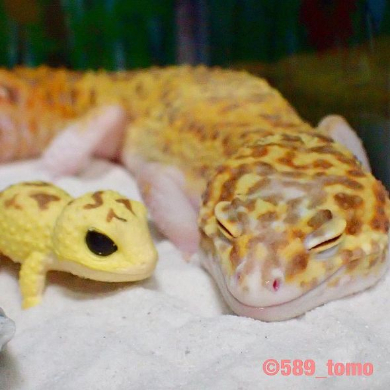 ヤモリ 琥珀 ちんまり おもちゃ 表情