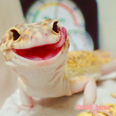 ヤモリ 琥珀 ちんまり おもちゃ 表情