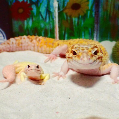 ヤモリ 琥珀 ちんまり おもちゃ 表情