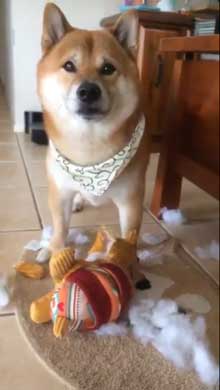 柴犬 怒れない 表情 反省 眉毛 おもちゃ