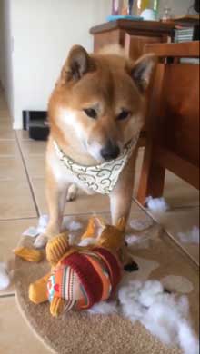 柴犬 怒れない 表情 反省 眉毛 おもちゃ