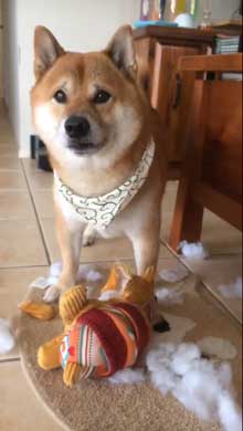 柴犬 怒れない 表情 反省 眉毛 おもちゃ