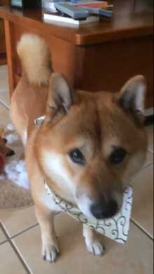 柴犬 怒れない 表情 反省 眉毛 おもちゃ