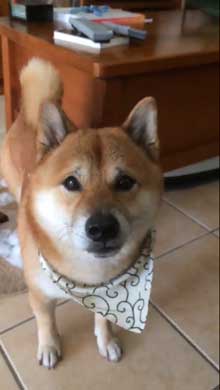 柴犬 怒れない 表情 反省 眉毛 おもちゃ