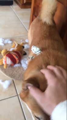 柴犬 怒れない 表情 反省 眉毛 おもちゃ