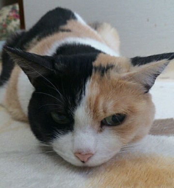 猫のお寺の知恩さん