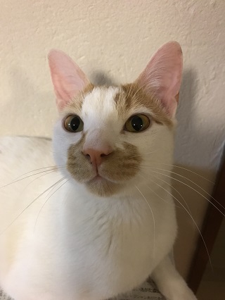 猫のお寺の知恩さん