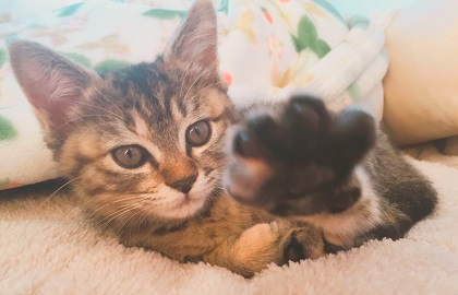 猫のお寺の知恩さん