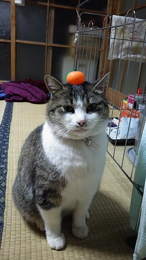 猫のお寺の知恩さん