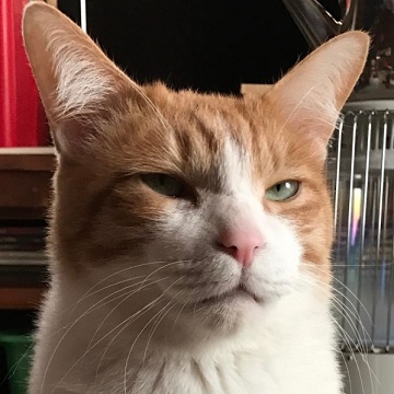 猫のお寺の知恩さん