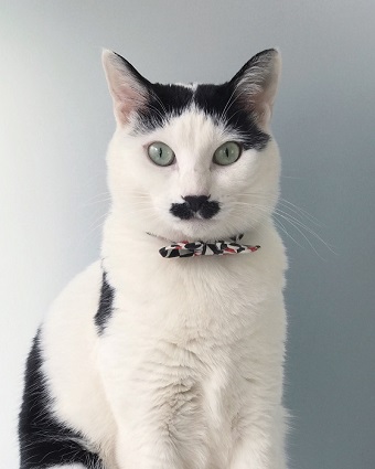 猫のお寺の知恩さん