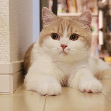 猫のお寺の知恩さん