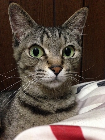 猫のお寺の知恩さん