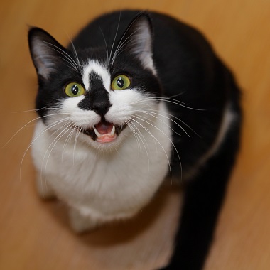 猫のお寺の知恩さん