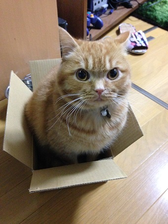 猫のお寺の知恩さん