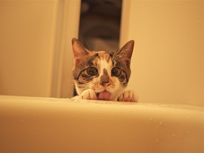 猫のお寺の知恩さん