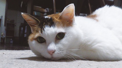 猫のお寺の知恩さん