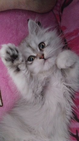 猫のお寺の知恩さん