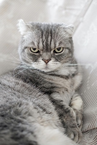 猫のお寺の知恩さん