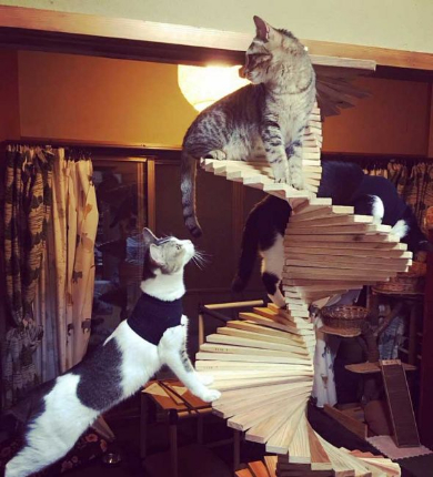 猫 螺旋 階段 DIY 父 自作