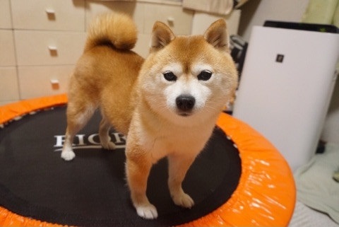 Amebaブログ　豆柴こむぎの部屋