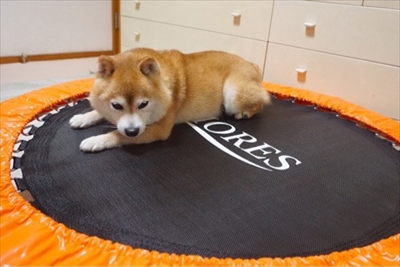 Amebaブログ　豆柴こむぎの部屋