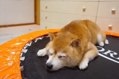 Amebaブログ　豆柴こむぎの部屋