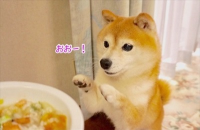 Amebaブログ　豆柴こむぎの部屋