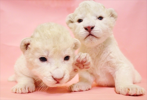 姫路セントラルパーク　ホワイトライオンの双子ちゃん