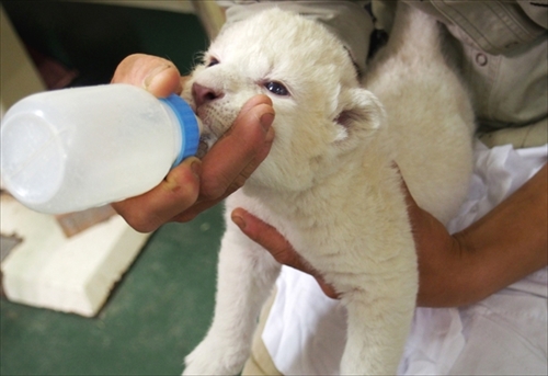姫路セントラルパーク　ホワイトライオンの双子ちゃん