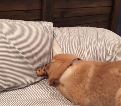 犬