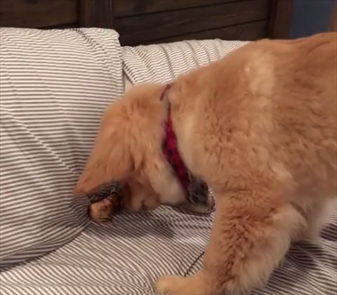 犬