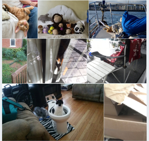 「Spot the cat（猫を見つけろ）」写真まとめ記事