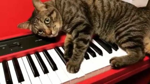 猫 キーボード 演奏 前衛的