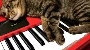猫 キーボード 演奏 前衛的