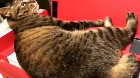 猫 キーボード 演奏 前衛的