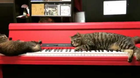猫 キーボード 演奏 前衛的