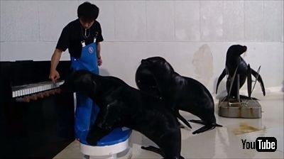おたる水族館　オタリア