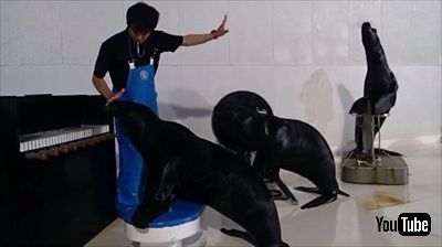 おたる水族館　オタリア