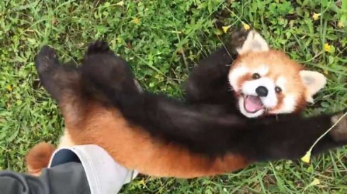 レッサーパンダ 遊んで 優香 秋吉台サファリランド