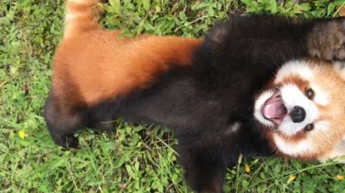 レッサーパンダ 遊んで 優香 秋吉台サファリランド