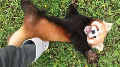 レッサーパンダ 遊んで 優香 秋吉台サファリランド