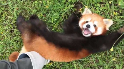 レッサーパンダ 遊んで 優香 秋吉台サファリランド