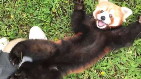 レッサーパンダ 遊んで 優香 秋吉台サファリランド