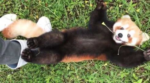 レッサーパンダ 遊んで 優香 秋吉台サファリランド