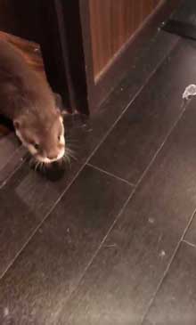 カワウソ 赤ちゃん 泣きぐずる 水飲み