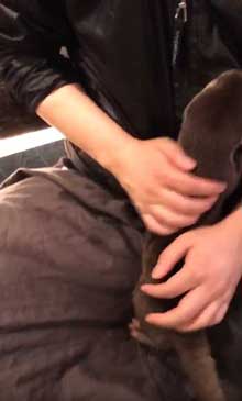 カワウソ 赤ちゃん 泣きぐずる 水飲み