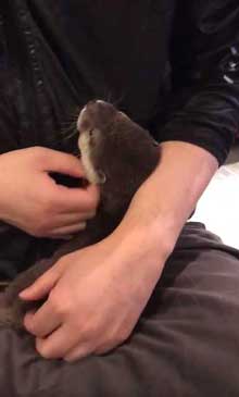 カワウソ 赤ちゃん 泣きぐずる 水飲み