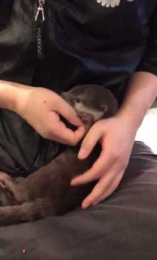 カワウソ 赤ちゃん 泣きぐずる 水飲み