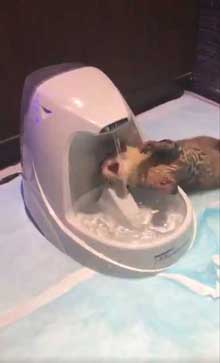 カワウソ 赤ちゃん 泣きぐずる 水飲み